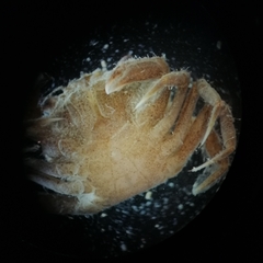 Carcinus maenas