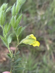 Pearsonia aristata