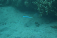 Ptereleotris microlepis