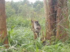 Piliocolobus tephrosceles