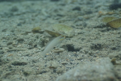 Valenciennea strigata