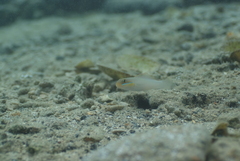 Valenciennea strigata