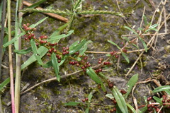 Ammannia multiflora