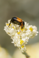 Phyllotocus navicularis