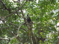 Cercopithecus ascanius schmidti