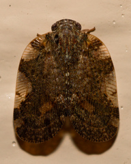 Aprivesa exuta