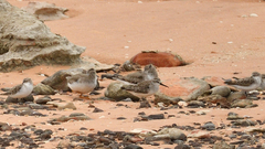 Calidris falcinellus