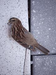 Zonotrichia albicollis