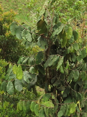 Guarea kunthiana