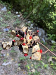 Adenanthera pavonina