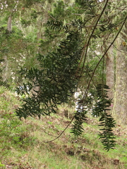 Podocarpus oleifolius