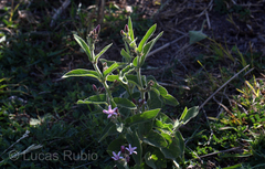 Oxypetalum solanoides