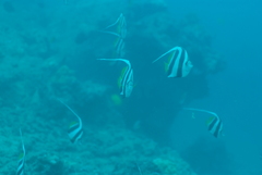 Heniochus diphreutes