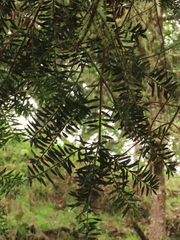 Podocarpus oleifolius