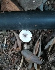 Leucocoprinus brebissonii