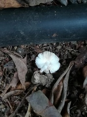 Leucocoprinus brebissonii