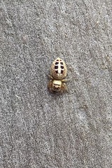 Opisthoncus sexmaculatus