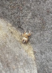 Opisthoncus sexmaculatus