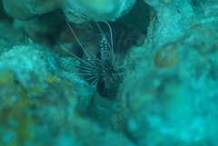 Pterois antennata