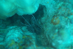 Pterois antennata