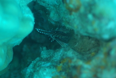 Pterois antennata