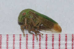 Ophiderma
