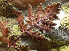 Oeosporangium