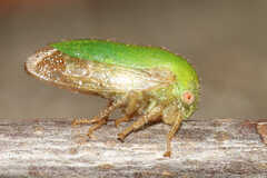 Ophiderma
