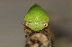 Ophiderma