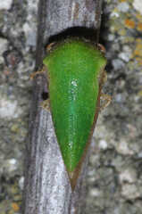 Ophiderma