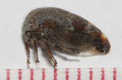 Ophiderma