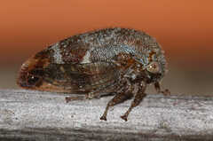 Ophiderma