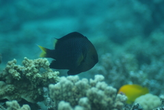 Dascyllus flavicaudus