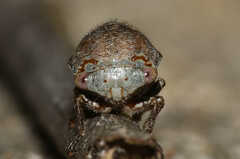 Ophiderma
