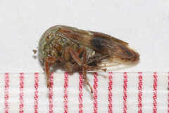 Ophiderma