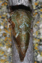 Ophiderma