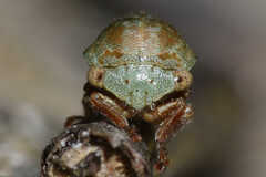 Ophiderma