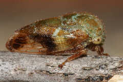 Ophiderma
