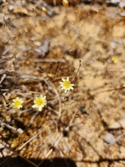 Hyalosperma