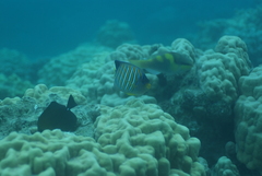 Pygoplites diacanthus