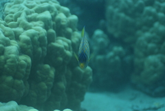 Pygoplites diacanthus