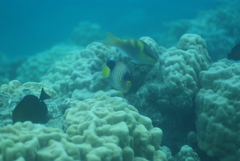 Pygoplites diacanthus