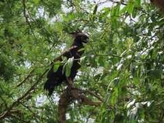 Lophaetus occipitalis