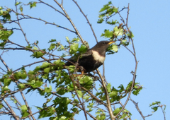 Turdus torquatus
