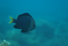 Dascyllus flavicaudus