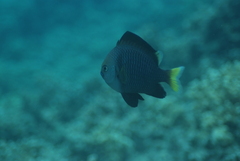 Dascyllus flavicaudus