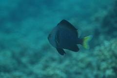 Dascyllus flavicaudus