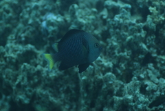 Dascyllus flavicaudus