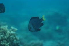 Dascyllus flavicaudus