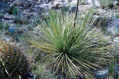 Agave striata striata